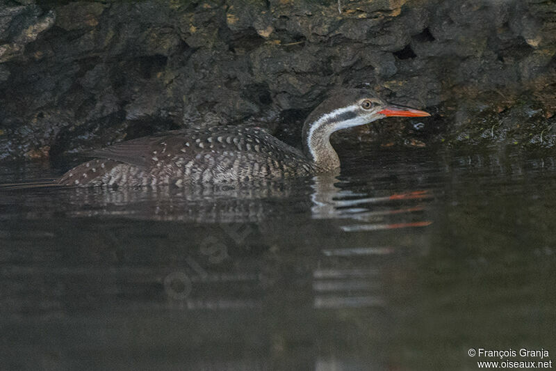 African Finfootadult