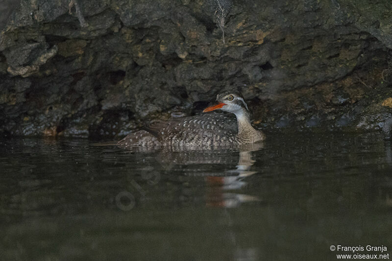 African Finfoot