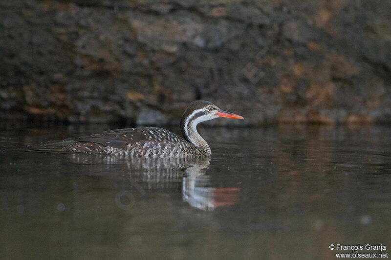 African Finfootadult