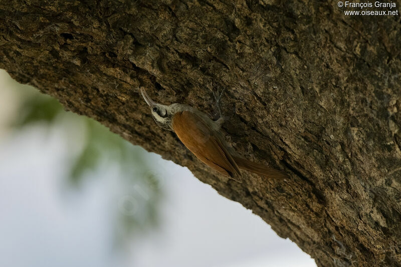 Narrow-billed Woodcreeper