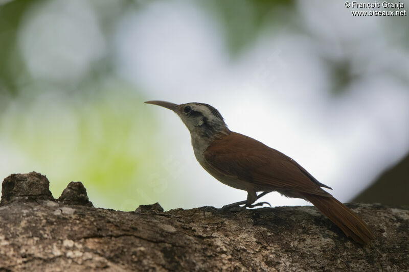 Narrow-billed Woodcreeper