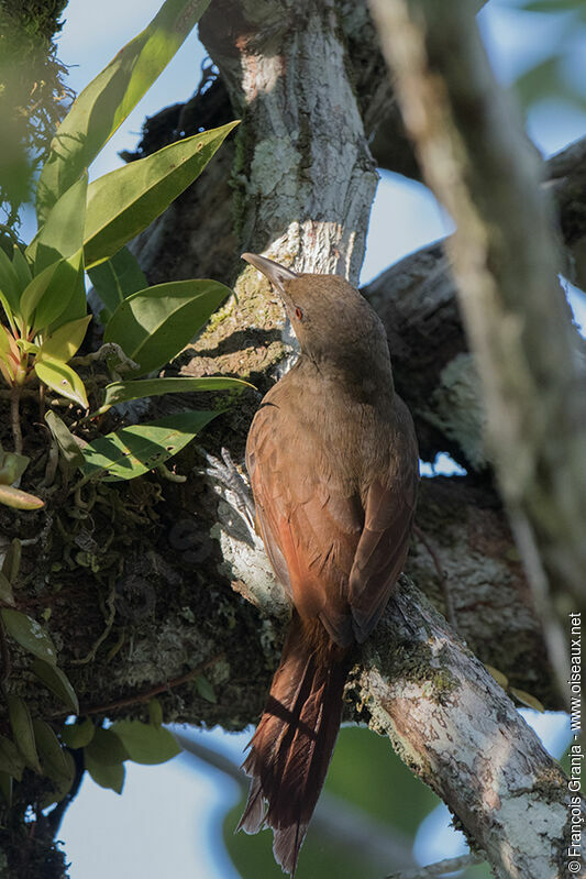 Cinnamon-throated Woodcreeper