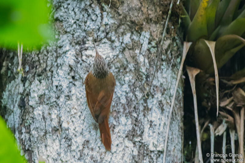 Streak-headed Woodcreeper