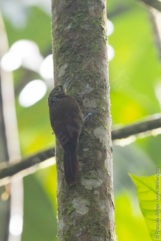 Spotted Woodcreeper