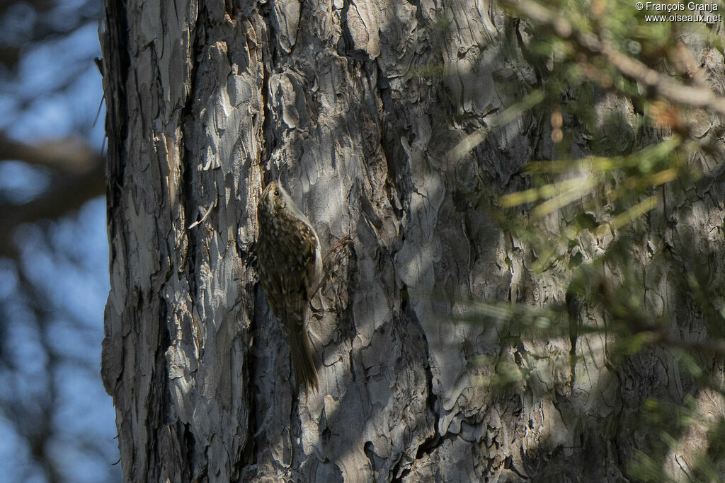 Grimpereau des bois