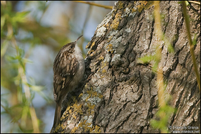 Short-toed Treecreeperadult