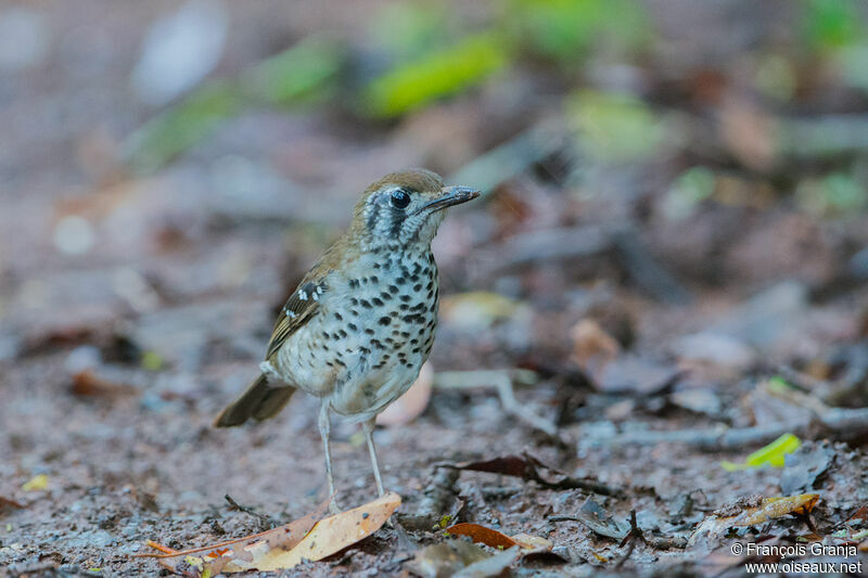 Spot-winged Thrush