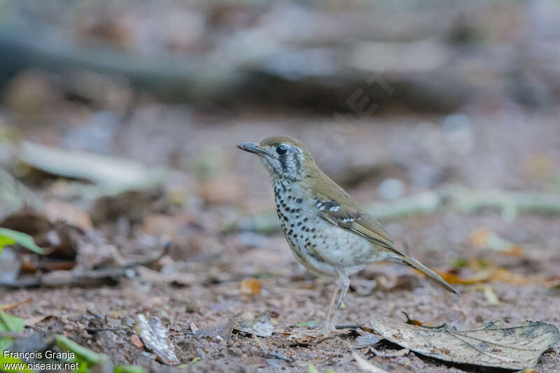 Spot-winged Thrushadult