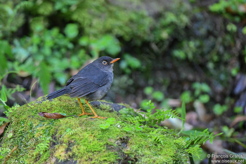 Slaty-backed Nightingale-Thrush