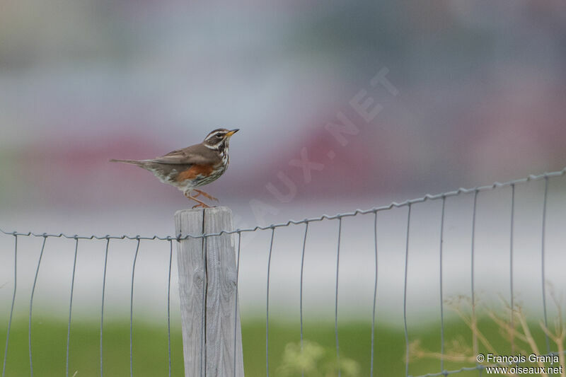 Redwing