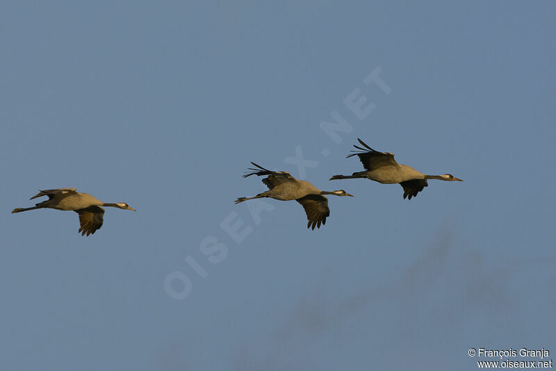 Common Crane, Flight