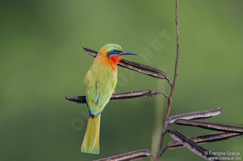 Red-throated Bee-eater