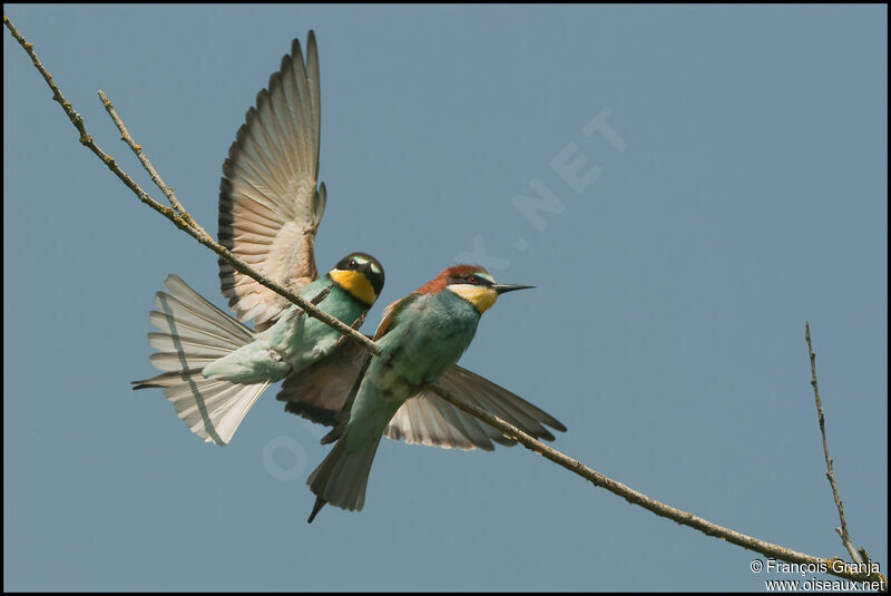 European Bee-eater adult