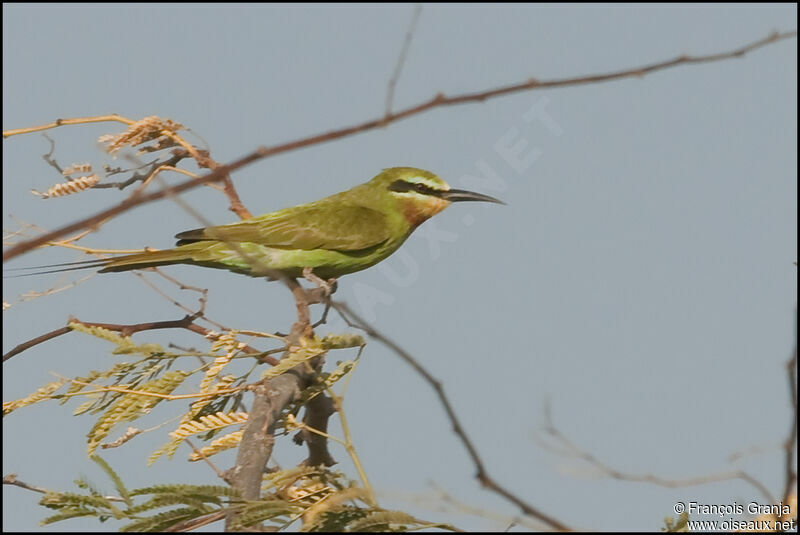 Blue-cheeked Bee-eater