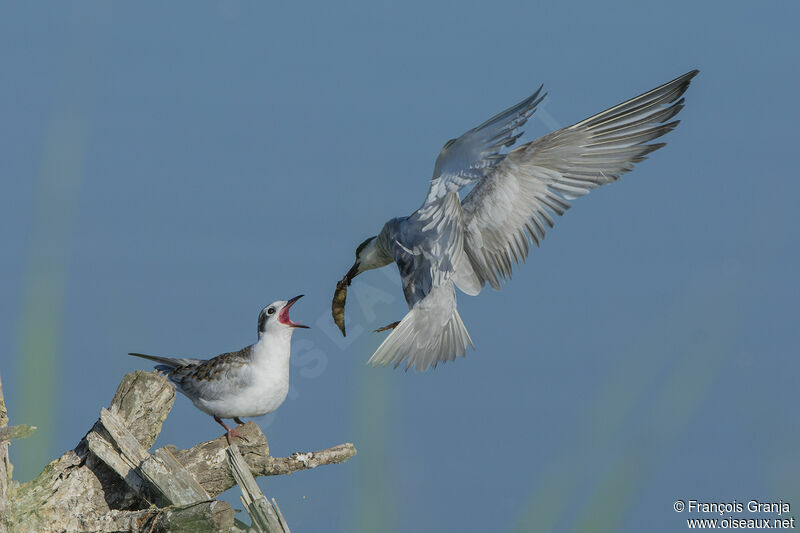 Whiskered Tern