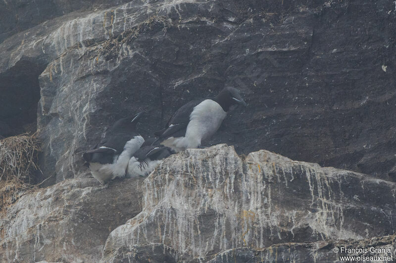 Guillemot de Brünnich