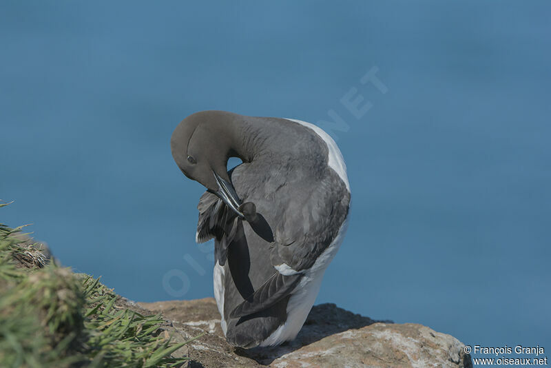 Guillemot de Troïladulte