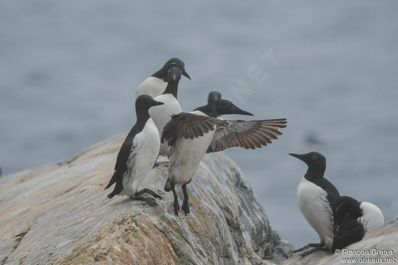 Guillemot de Troïl