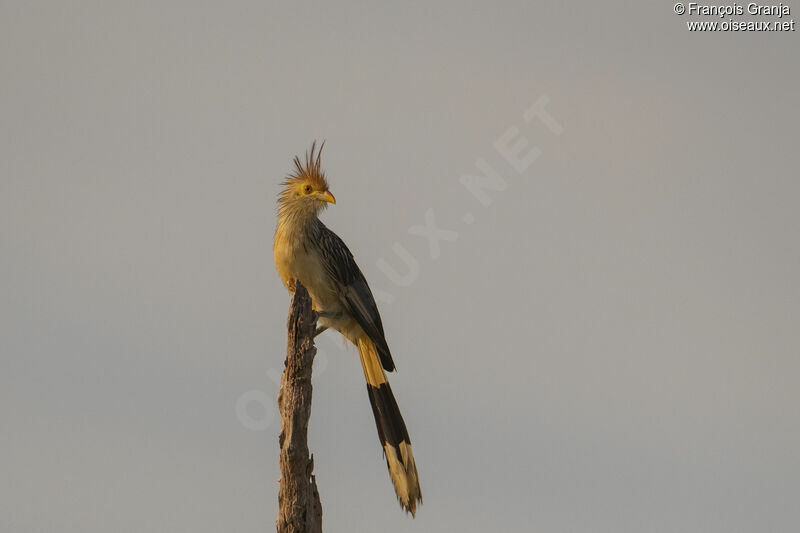 Guira Cuckoo