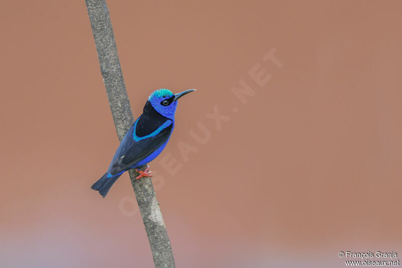 Red-legged Honeycreeper