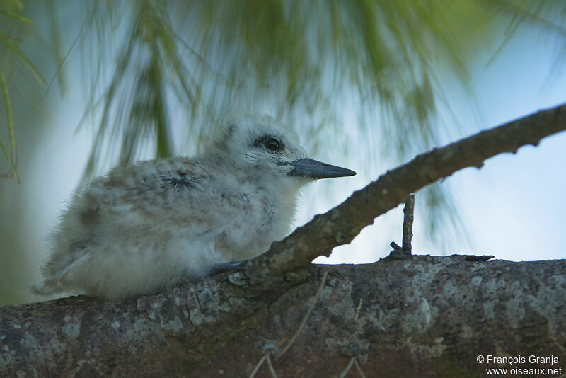 White Ternjuvenile