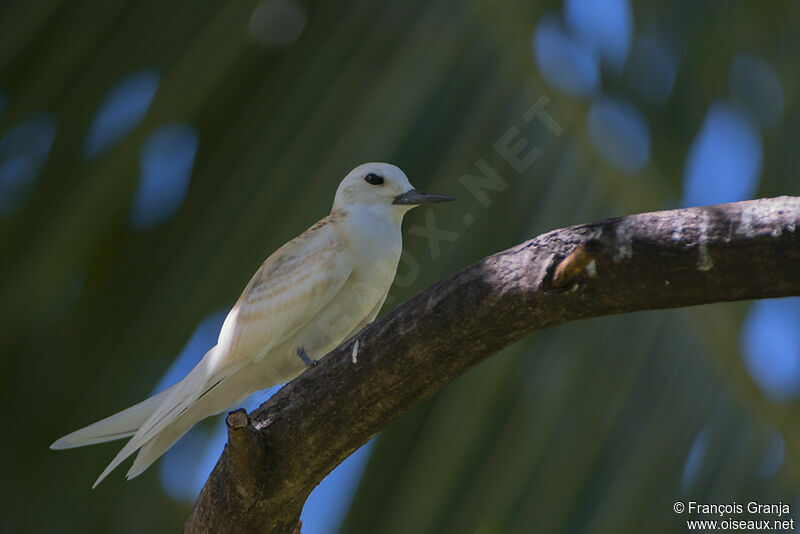 White Ternjuvenile