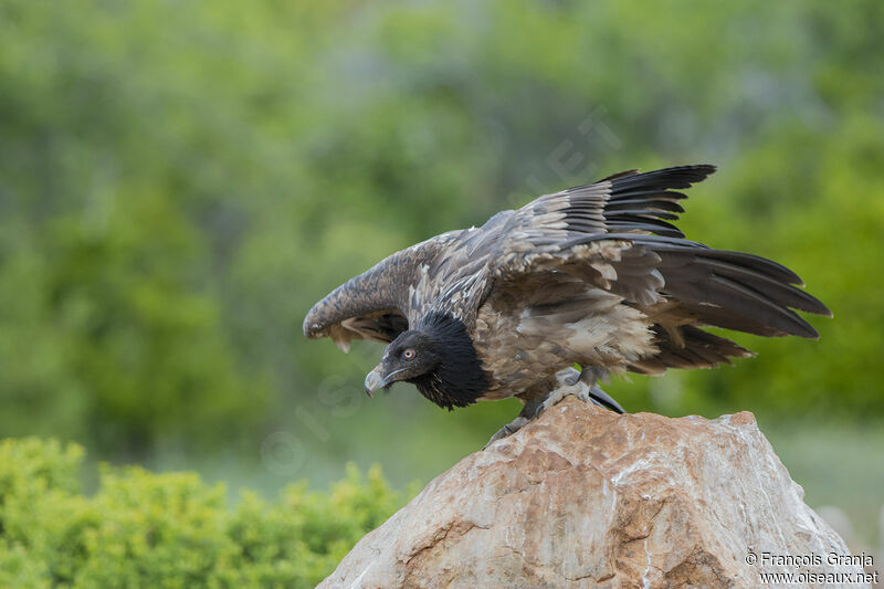 Bearded Vulture