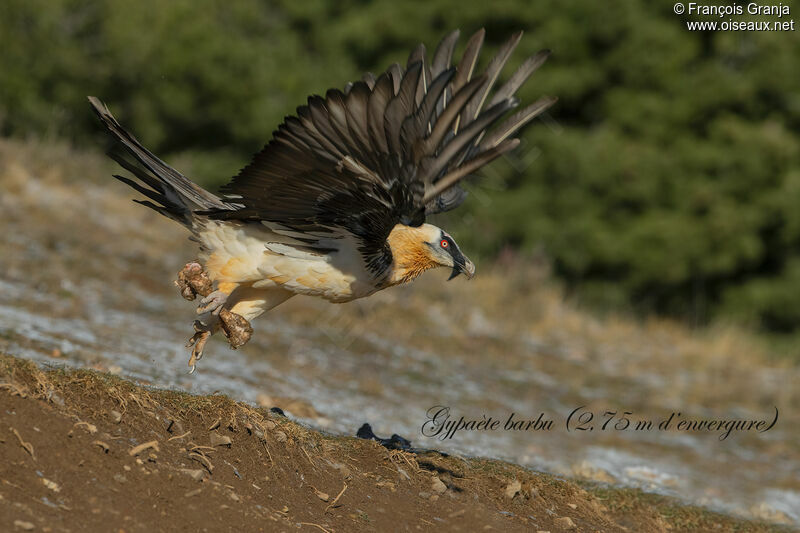 Bearded Vulture