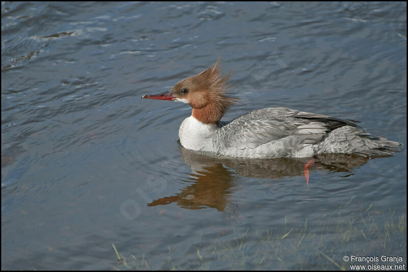 Common Merganser female adult