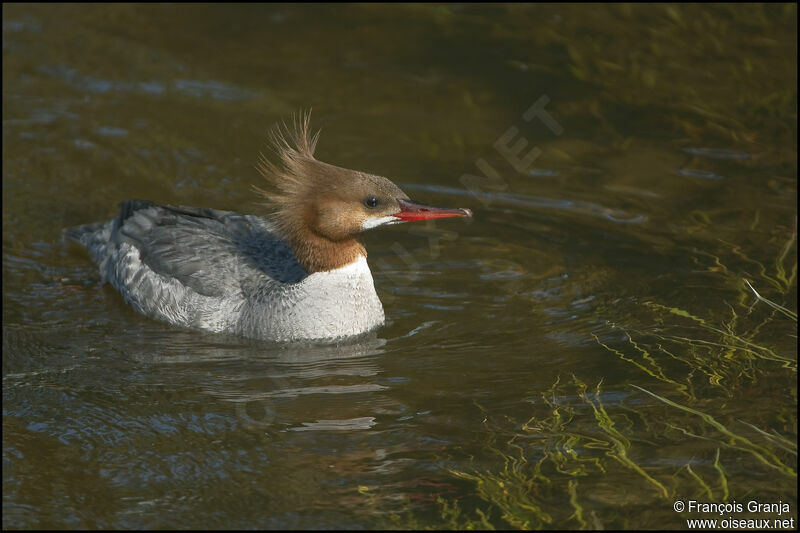 Common Merganser female