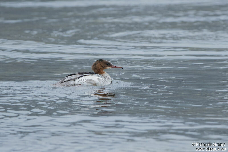 Common Merganser