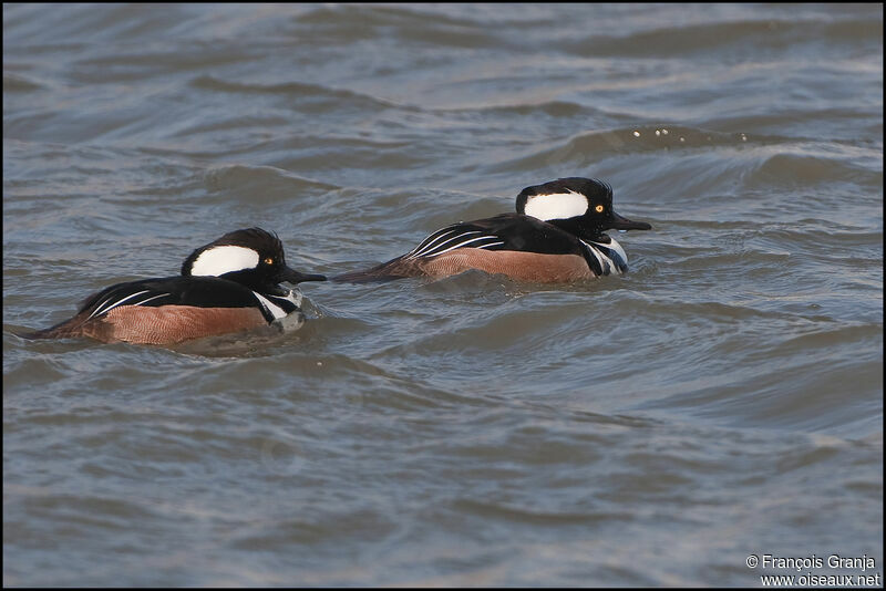 Hooded Merganseradult