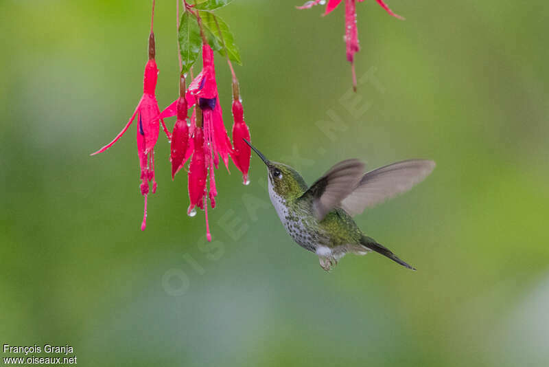 White-booted Racket-tail female adult, Flight, feeding habits