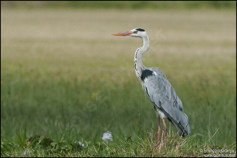 Grey Heron