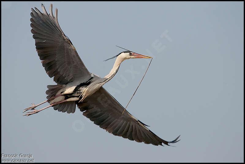 Grey Heronadult, Reproduction-nesting, Behaviour