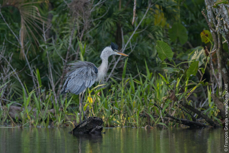 Cocoi Heron