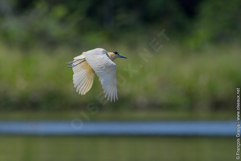 Capped Heron