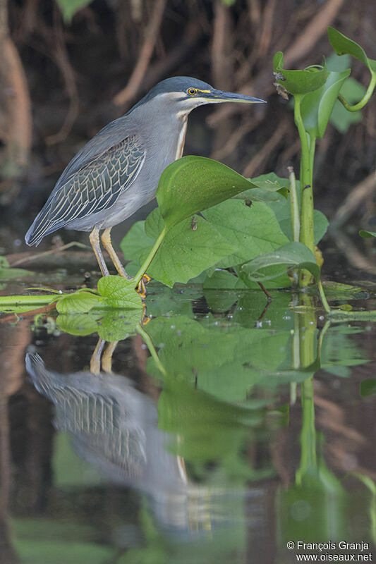 Héron des mangroves