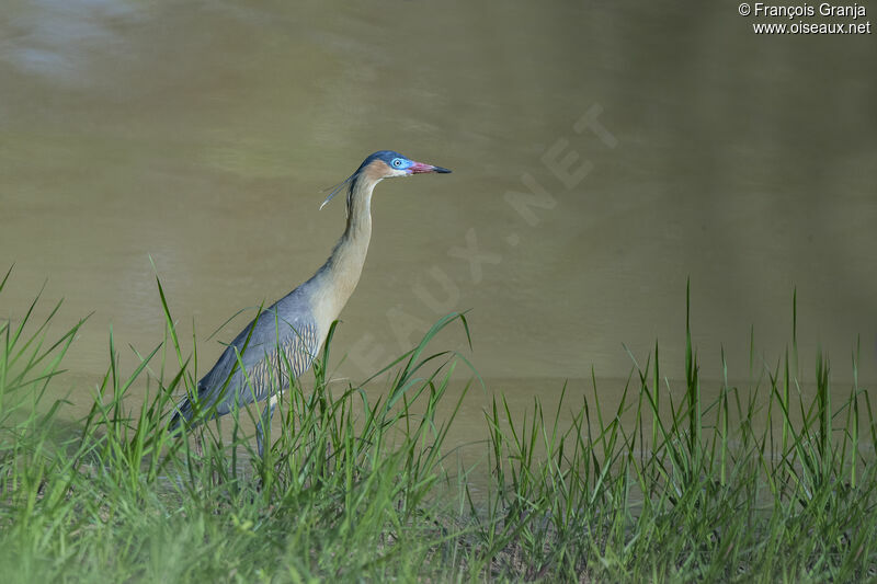 Whistling Heron