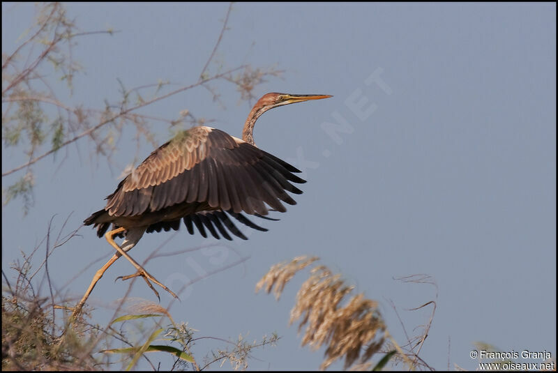 Purple Heron