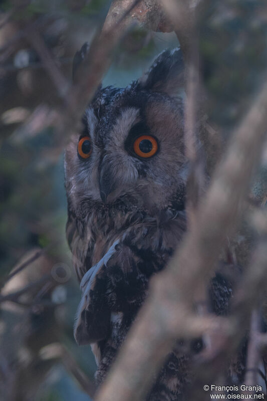 Long-eared Owladult