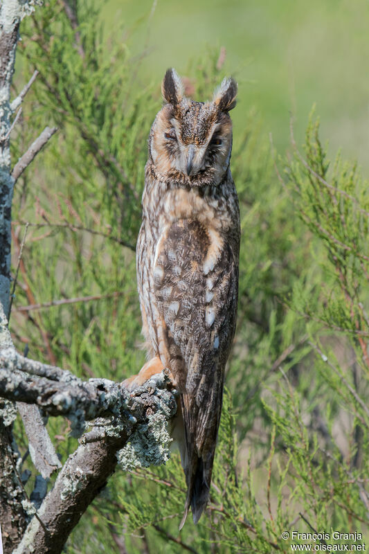 Hibou moyen-duc