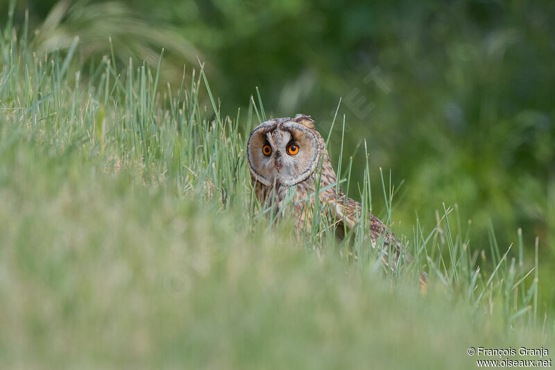 Long-eared Owl