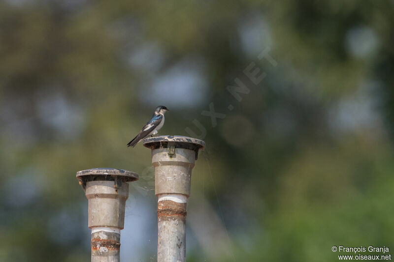 White-winged Swallow