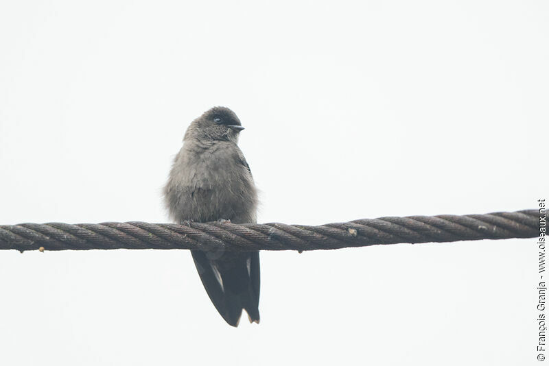 White-thighed Swallow