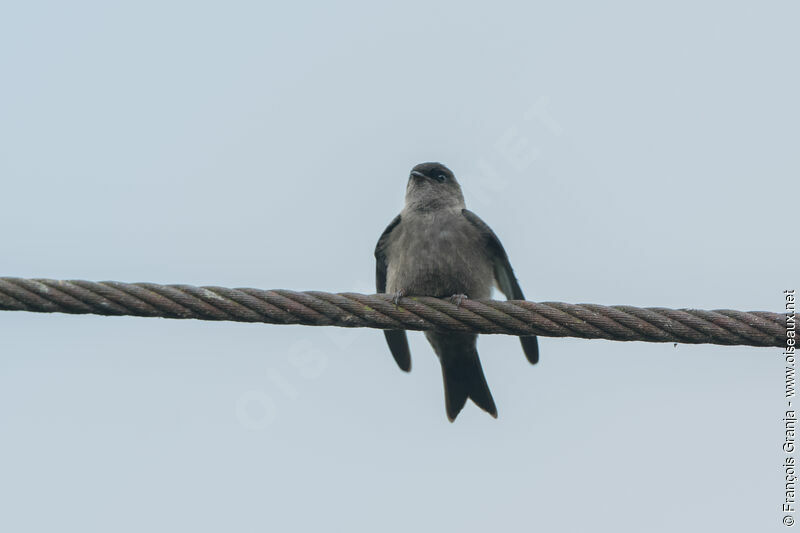 Hirondelle à cuisses blanches