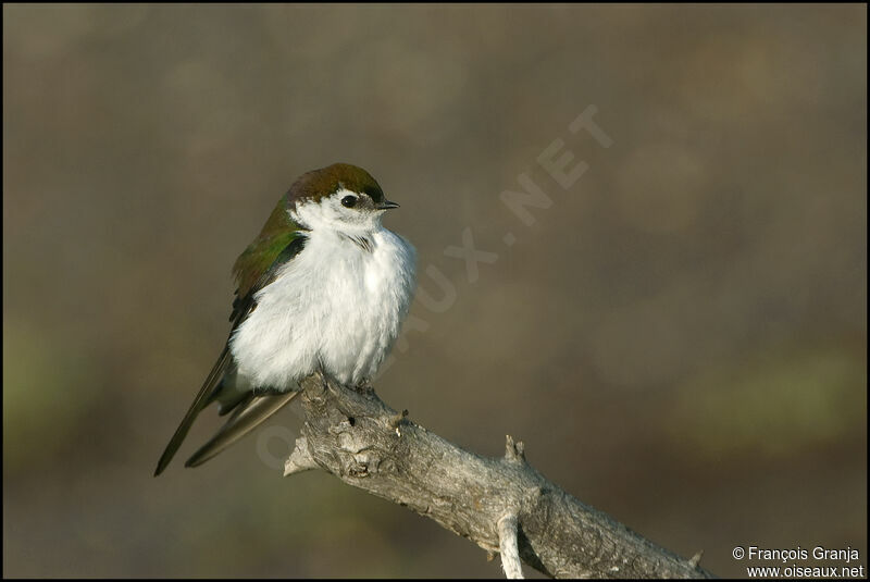 Violet-green Swallowadult