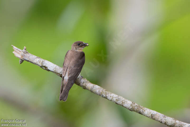 Southern Rough-winged Swallowadult, feeding habits