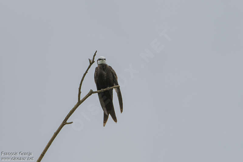 White-headed Saw-wing male adult, Behaviour