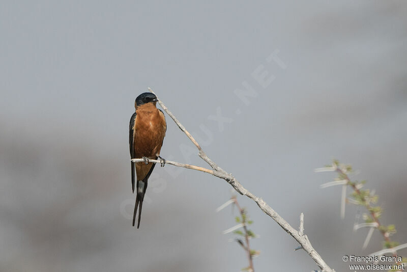 Hirondelle à ventre roux